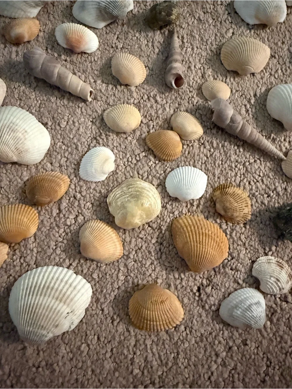 Lot of 50+ Assorted Seashells | Arts & Crafts Supplies